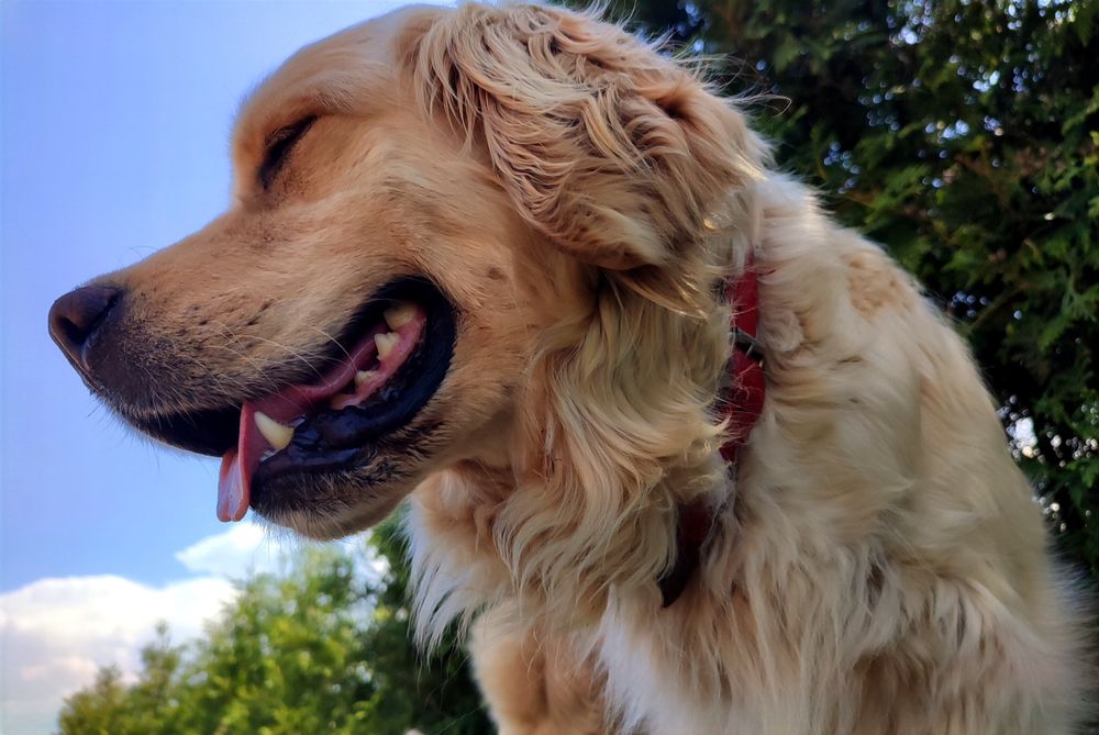 Golden retriever