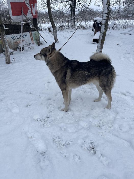 Продам цуциків   лайки