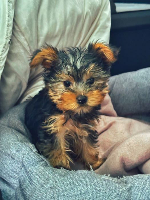 Йорк міні дівчинка преміум