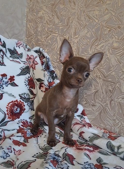 Девочка чихуахуа малышка