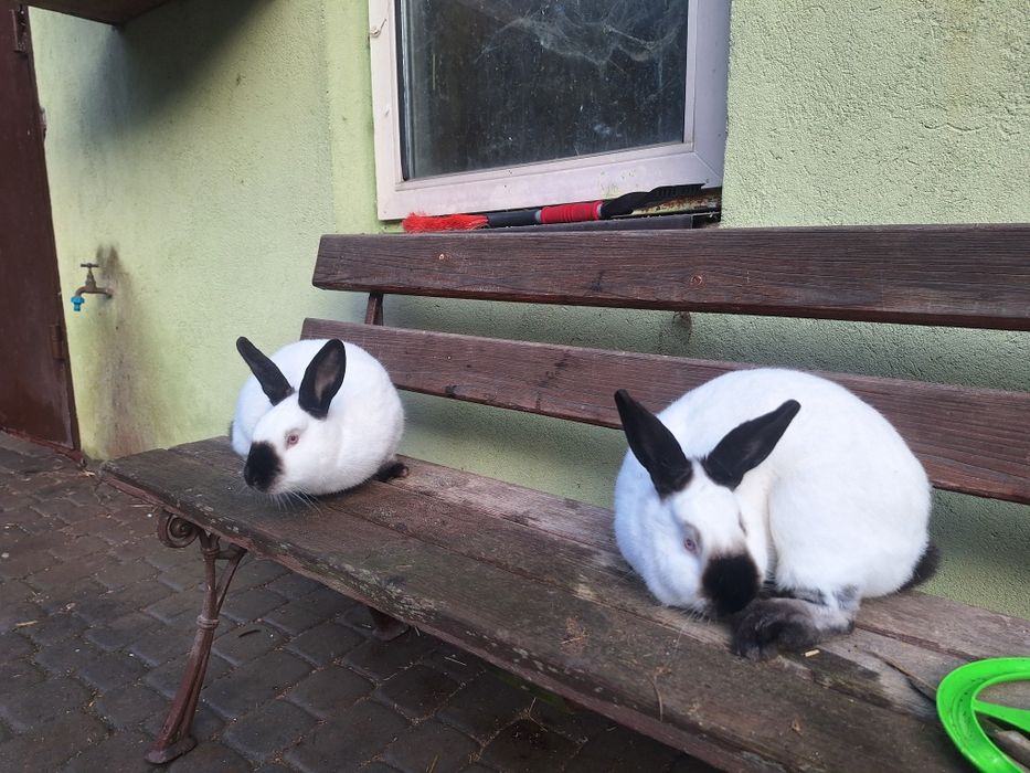 Króliki kalifornijskie