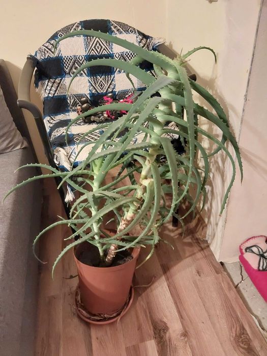 ALOES kwiat leczniczy
