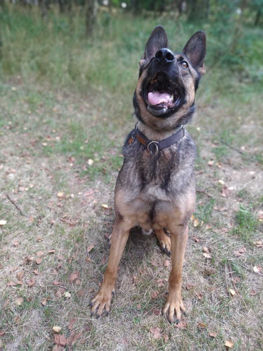 Uran - czysta energia. Owczarek belgijski malinois