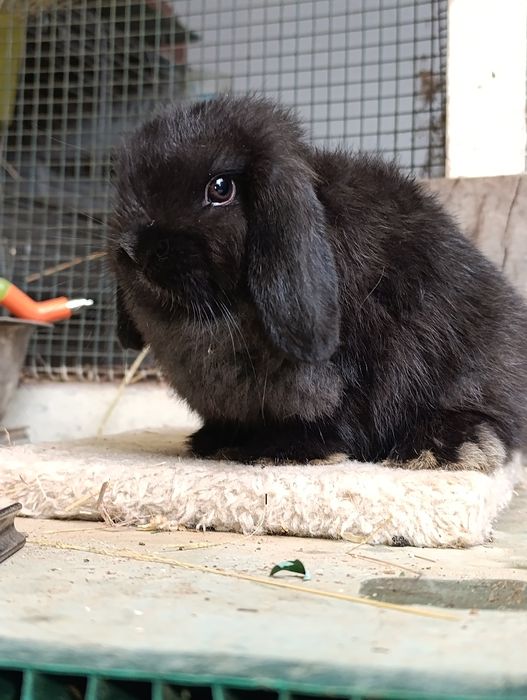 Mini Lop Preto – Muito Fofo e Carinhoso
