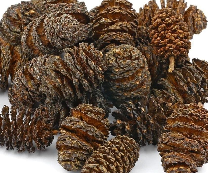 Szyszki olchy czarnej 100 sztuk