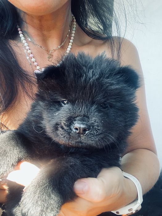 Piękne Chow Chow
