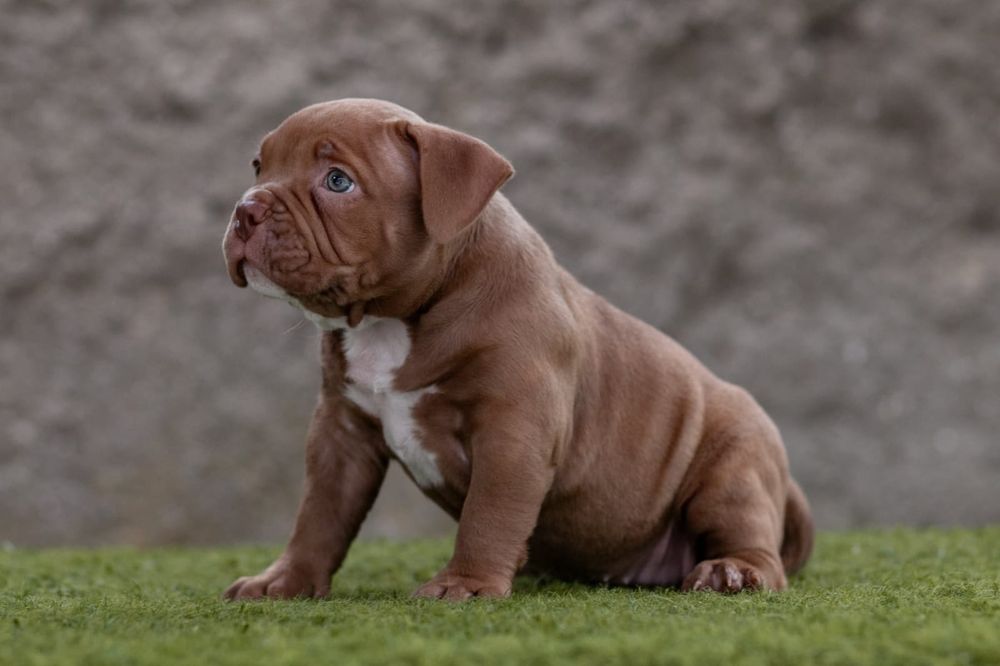 American Bully Pocket  ABKC suczka
