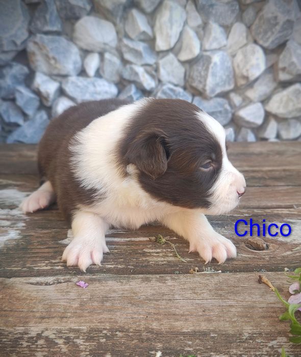 Border collie piesek czekoladowo biały przebadani rodzice