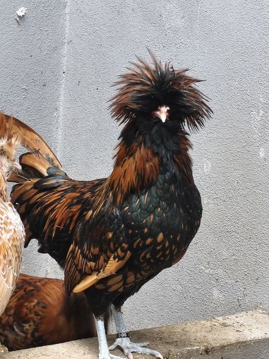 Garnisé dourado,macho