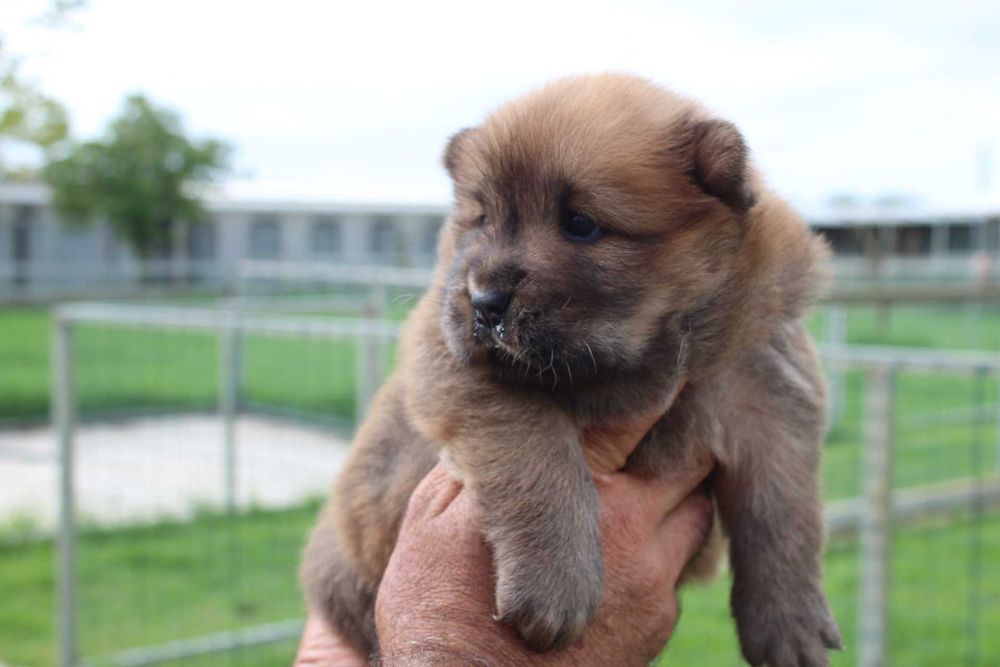 Cachorro Chow-Chow com LOP