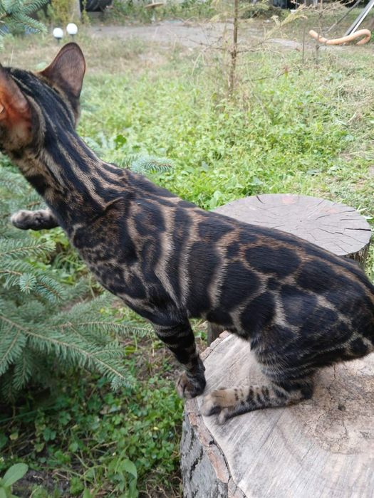 Шоу класс бенгал 4,5 мес