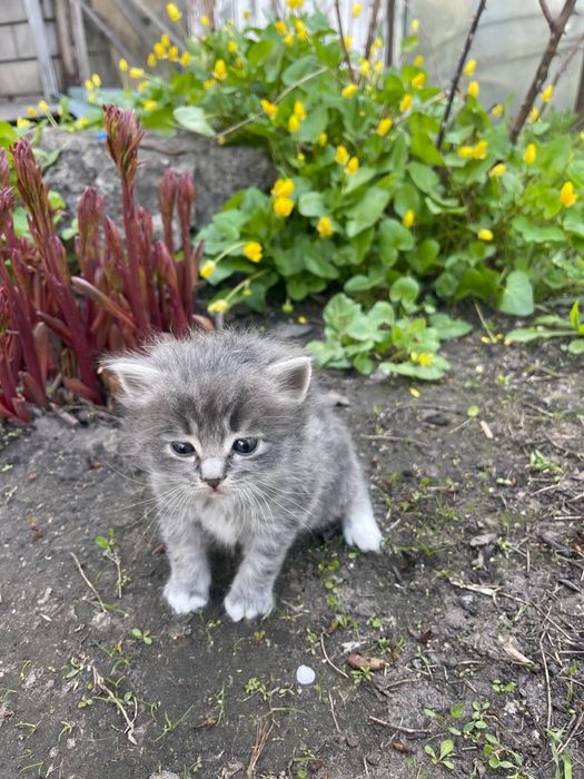 Отдам в хорошие руки , бесплатно.