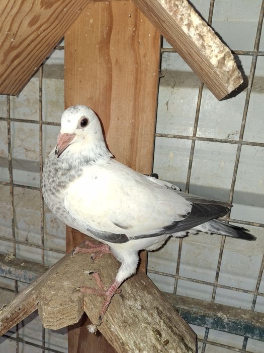 Pombos correio   borrachos