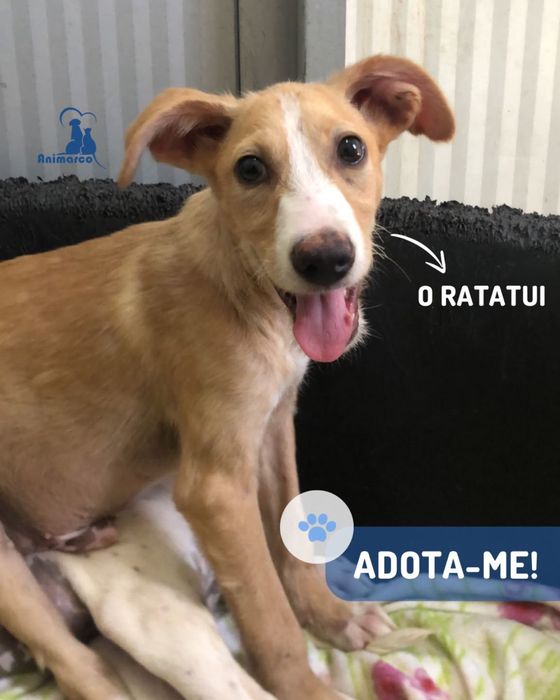 Ratatui, a Bee ou a Chone cachorros para porte medio para adocao