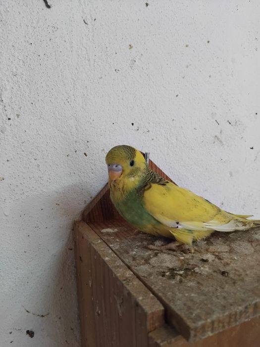 Vendo ou  troco por outras aves no meu interesse