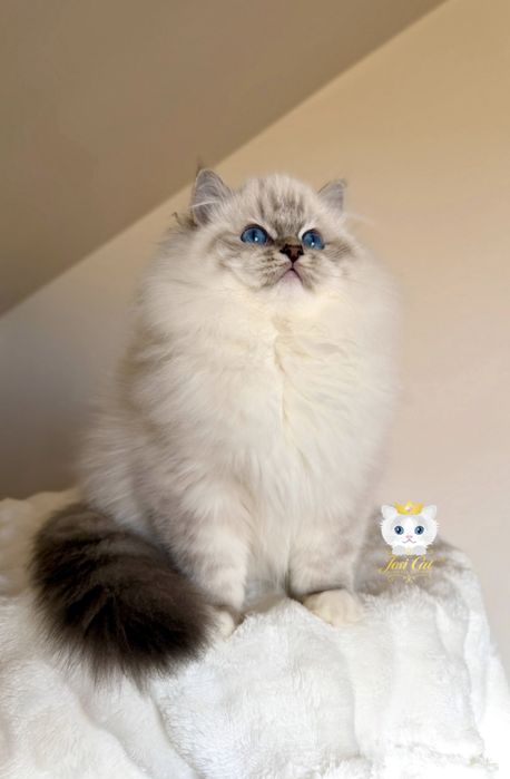 Śliczne kocięta Ragdoll, FPL