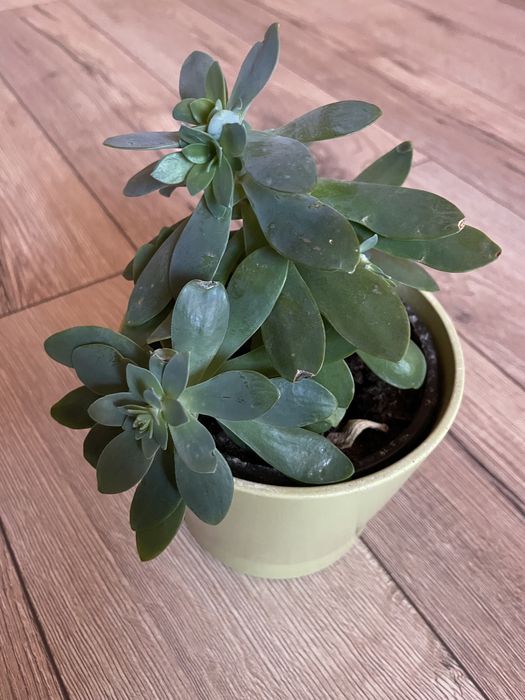 Eszeweria kwitnąca rośliny doniczkowe