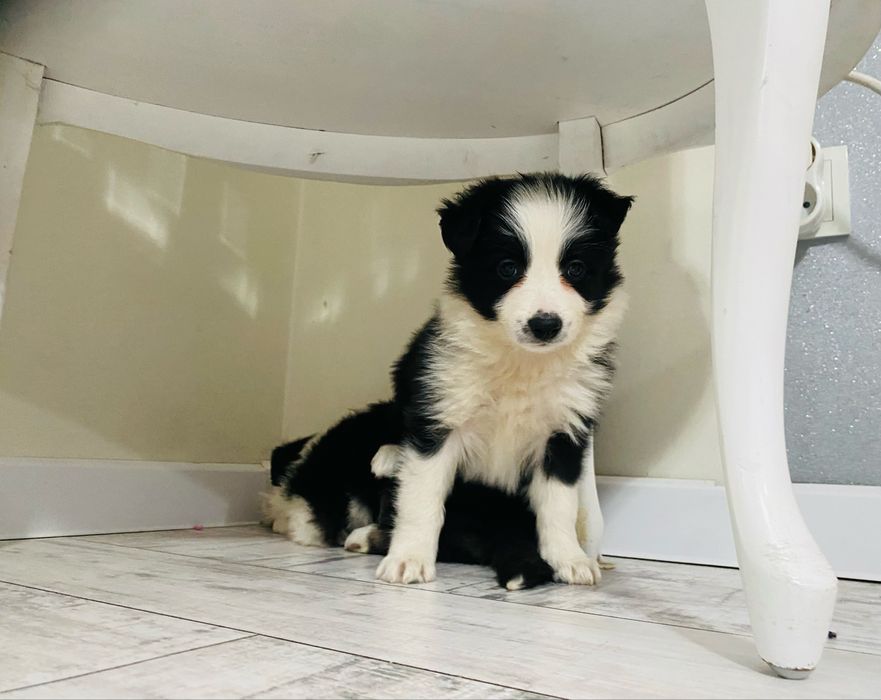 Border collie szeniak