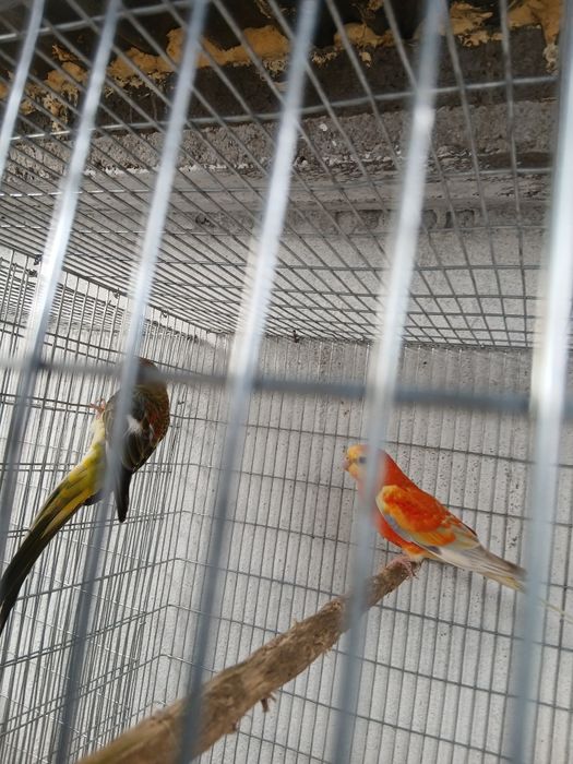 Periquitos Red Rumped