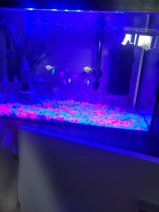 Akwarium z akcesoriami