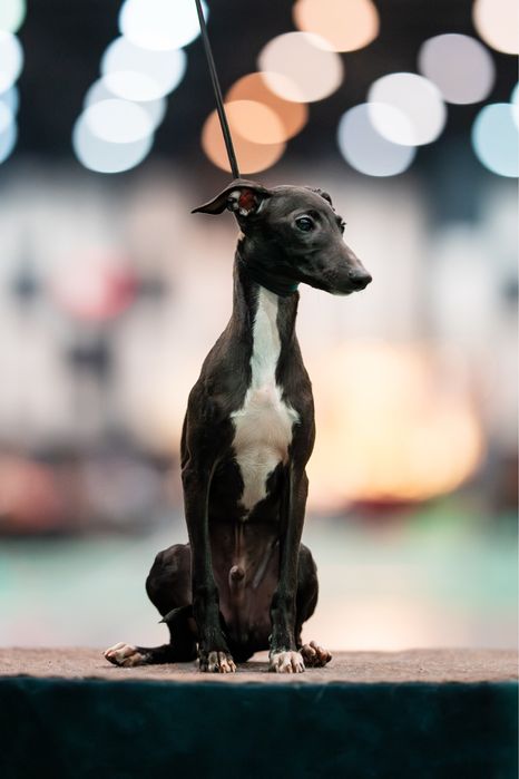 Charcik włoski, piesek, rodowód FCI, warunek hodowlany