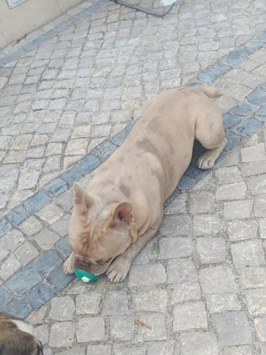 Buldog frances sob orçamento