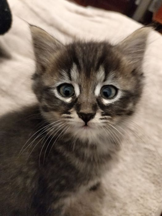 Кошенята, котики