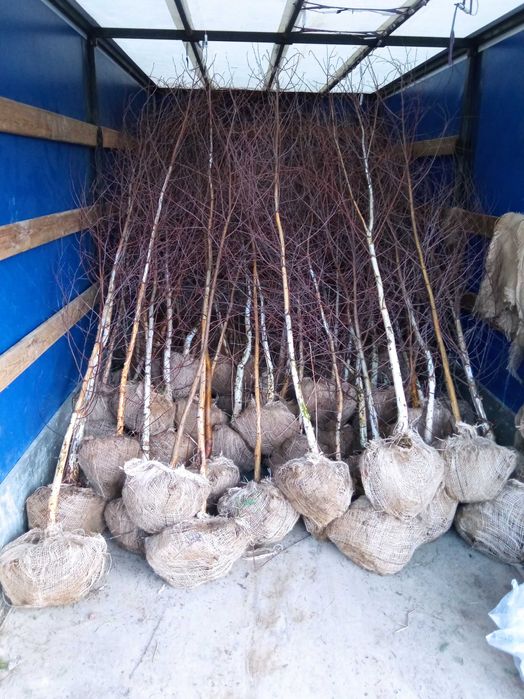 SadzonkiDrzewa Grab 6-25,klon, lipa,brzoza,jesion,olcha,topola,wierzba