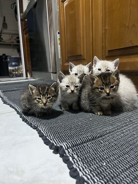 Todos Reservados - Gatinhos bebes, ninhada machos