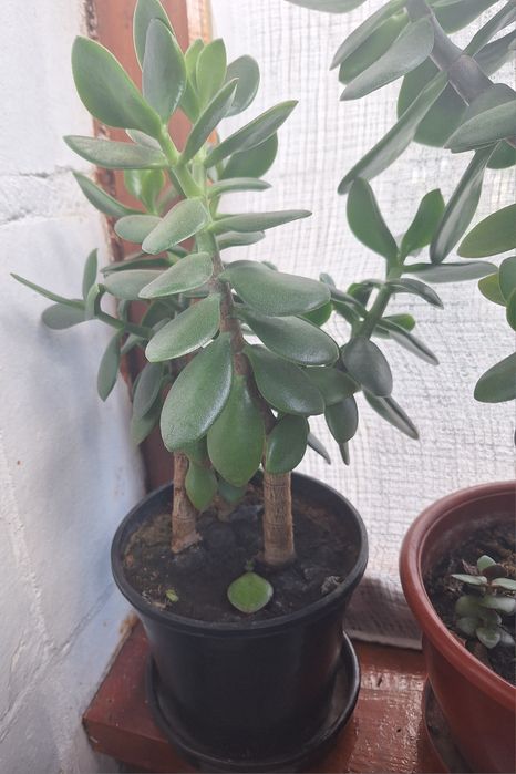 Красула, товстянка,  грошове дерево