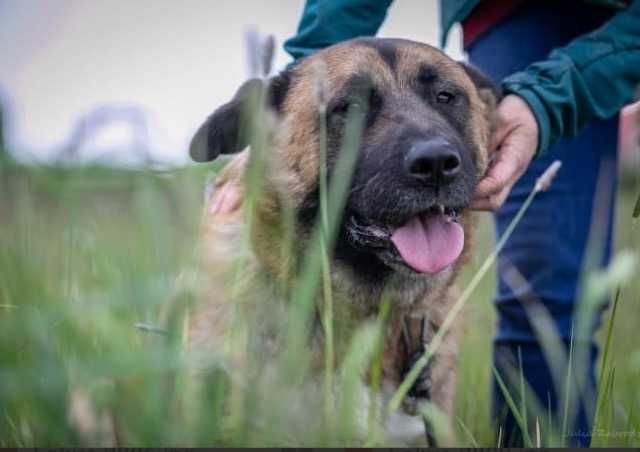 FOKUS duży pies o gołębim sercu
