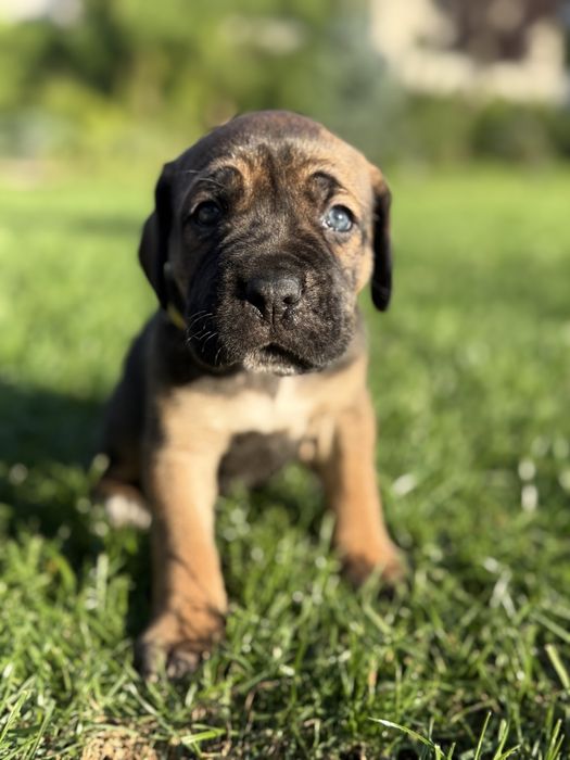 Cane Corso szczeniak