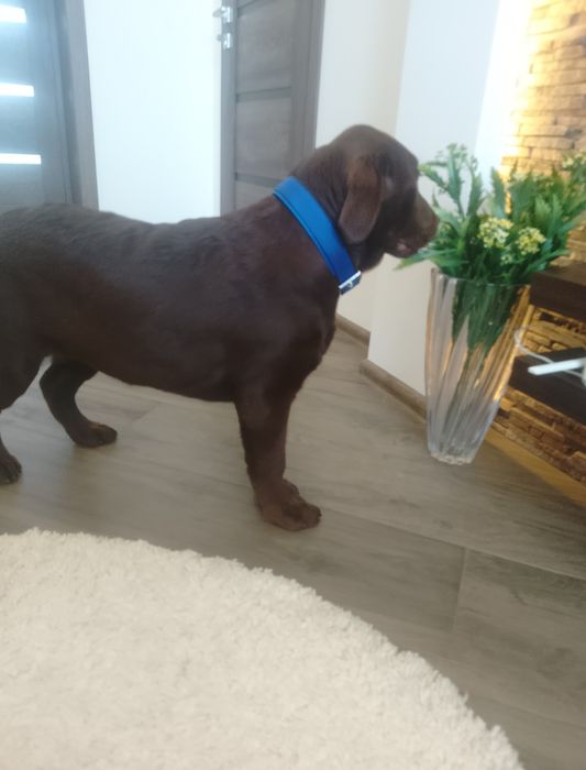 Лабрадор ретривер дівчата