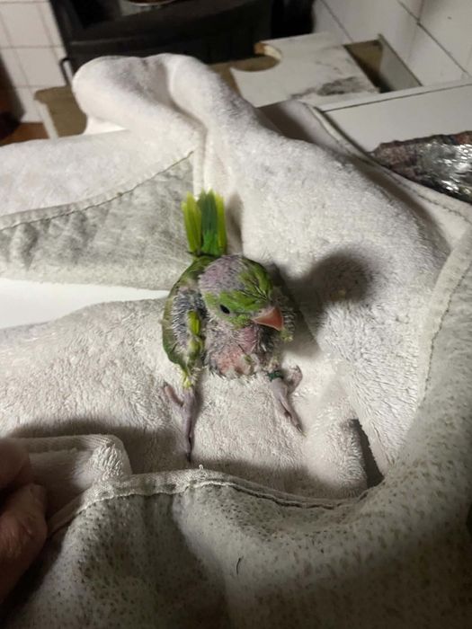 Vendo Ring Neck, para acabar de criar a mão