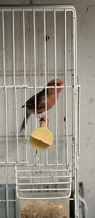 Canários anilhados e desparasitados.