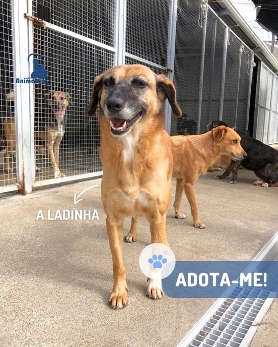 Ladinha - cadela porte medio