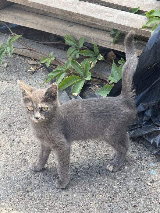 Кошенята в добрі руки