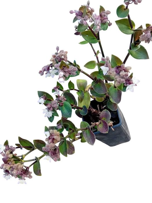 Tradescantia Callizia Repens