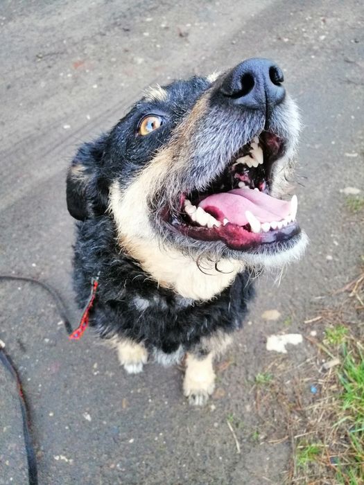 SZYSZKA młoda przyjazna łagodna suczka szuka domu