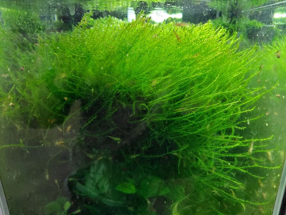 Продам мох акваріумний , мох для креветок,креветка неокардина, черрі.