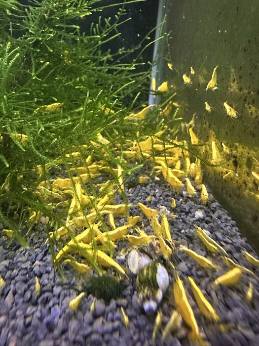 Neocaridinas Yellow Golden Back