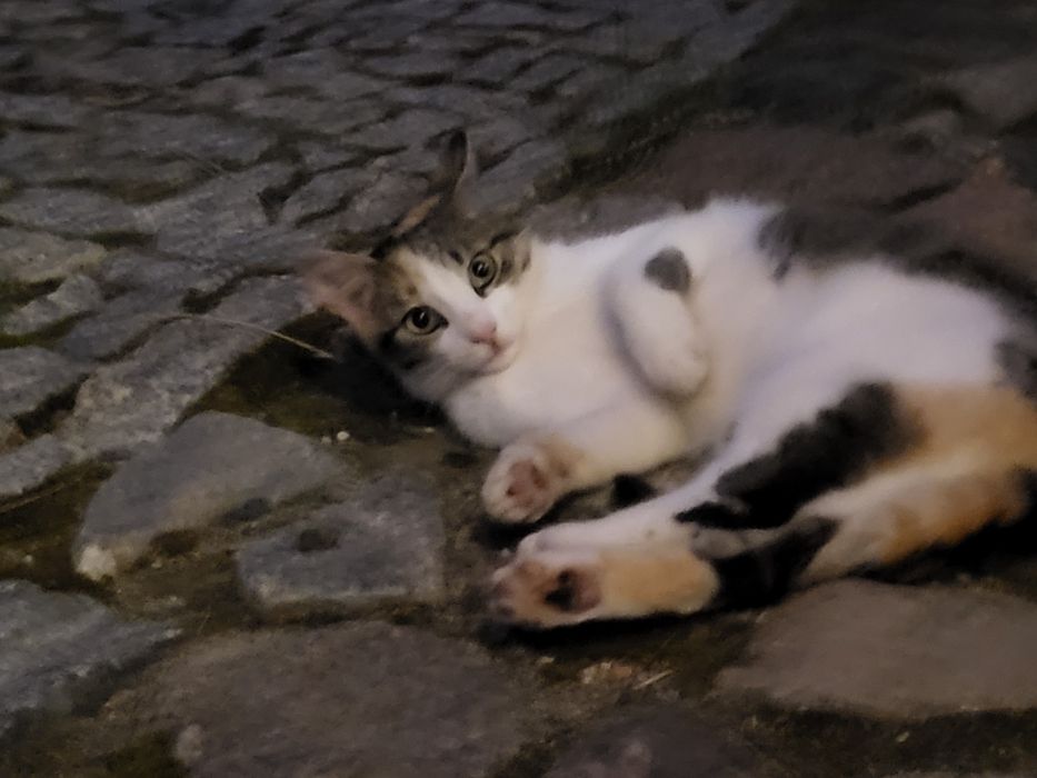 Oddam kotki w dobre ręce PO STERYLIZACJI!!Okolice Choczewa