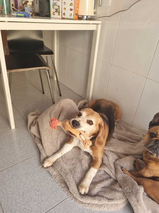 Beagle para adoção responsável