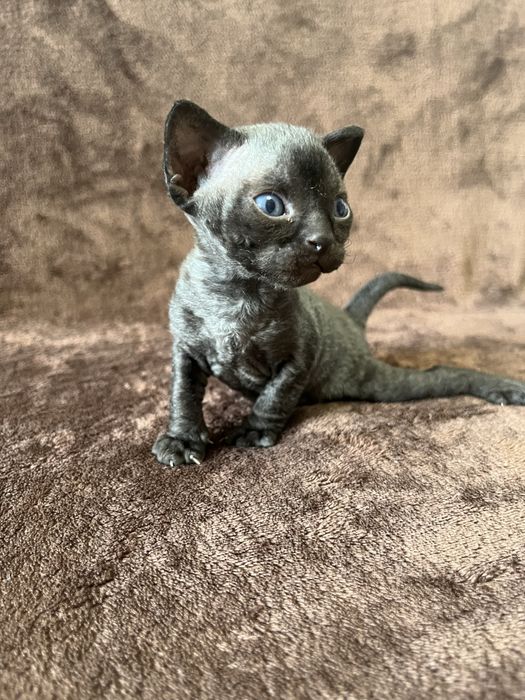 Кошенята Девон рекс