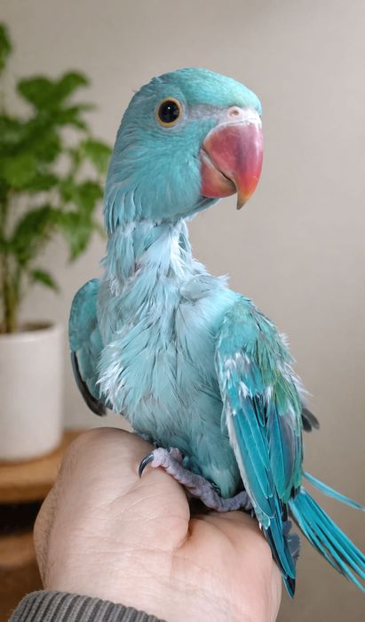Ring neck domesticado 3 meses