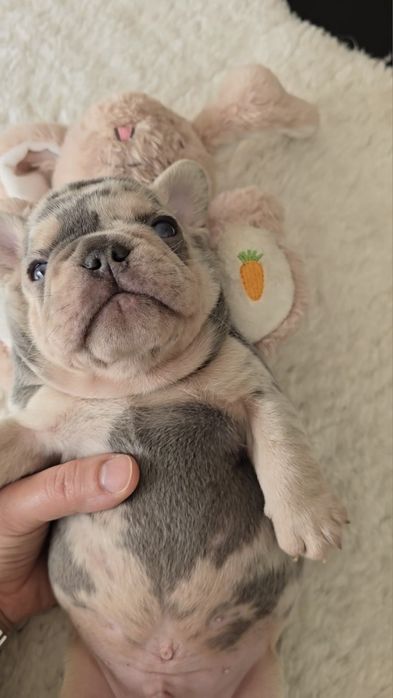 Bulldog Lilac exelente porte