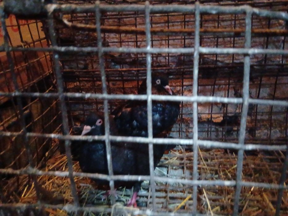 Gołębie para i kilka młodych