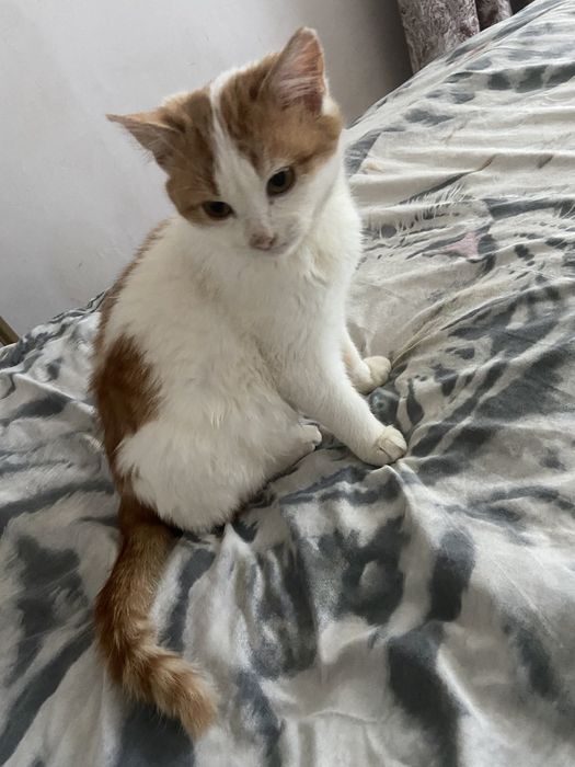 Котик шукає свій дім
