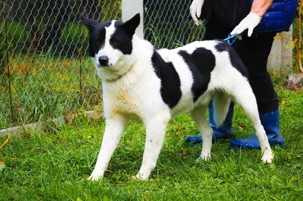 Szon - śliczny czarno-biały pies