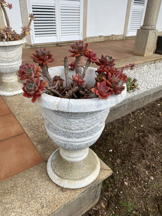 Vasos de pedra com plantas